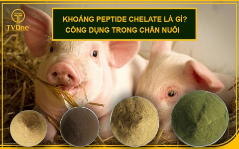 Khoáng peptide chelate là gì? 5 ưu điểm vượt trội trong chăn nuôi